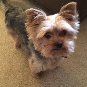 Meet your Posher, George